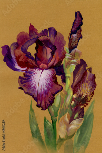 Fototapeta do kuchni Watercolor Flower Collection: Iris