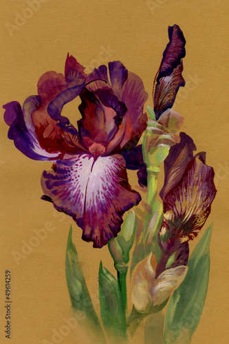 Tapeta ścienna na wymiar Watercolor Flower Collection: Iris