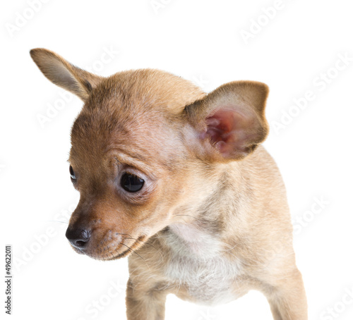 Short Haired Chihuahua Puppy In Front Of A White Background Buy