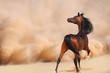Purebred Arabian Horse in Desert Storm