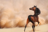 Fototapeta Panele - Purebred Arabian Horse in Desert Storm