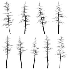 Wall Mural - Silhouettes of old trees without leaves (deadwood).