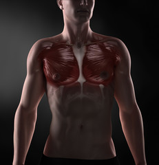 Wall Mural - Pectoralis major anatomy