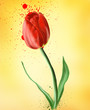 tulip, watercolor