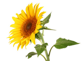 Wall Mural - Sunflower