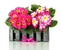 Beautiful Pink Primulas Wooden Decorative Flowerpot, Isolated