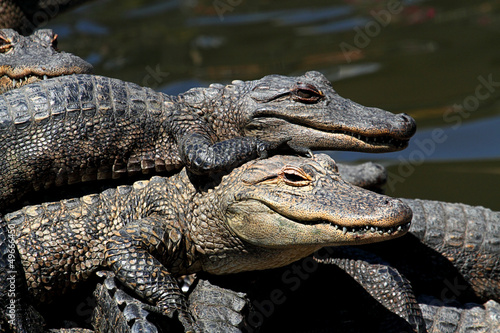 Plakat Aligatory amerykańskie wygrzewające się w słońcu