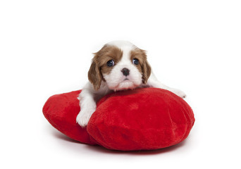 Wall Mural - Cute cavalier Spaniel puppy