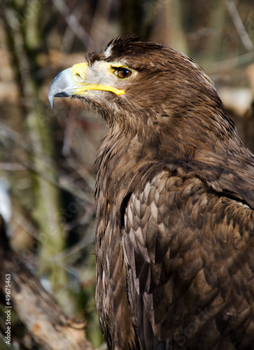 Obraz na płótnie canvas Aquila nipalensis - orzeł stepowy