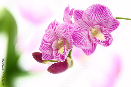 Tapeta ścienna Orchidea.