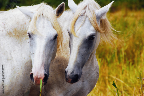 Obraz w ramie Camargue horses couple hugging himself