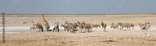 Plakat na papierze fotorealistycznym Żyrafa, springbok, oryx i zebry
