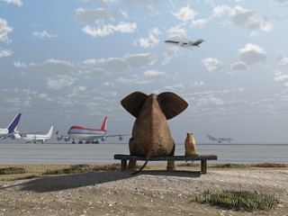 Wall Mural - elephant and dog sitting at the airport
