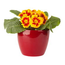 Primula Flower In Red Pot