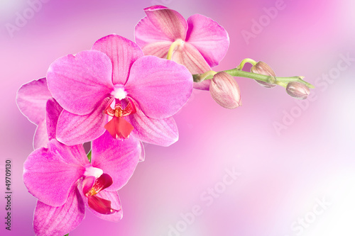 Tapeta ścienna Piękny różowy kwiat orchidei
