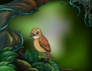 Wall Mural - A bird at the rainforest