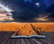 Golden wheat field under dramatic stormy sky landscape in pages