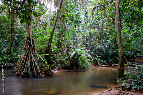 Fototapeta na wymiar Inside the african rainforest II