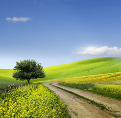 field,tree and blue sky