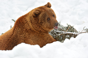 Wall Mural - Brown bear