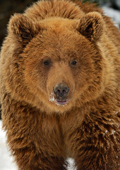 Canvas Print - Brown bear