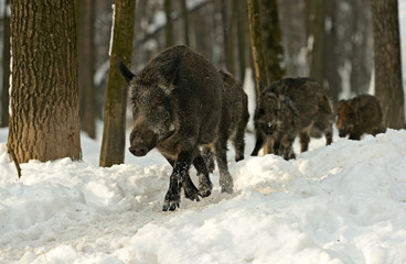 Sticker - Wild boar in winter