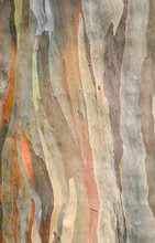 Rainbow Eucalyptus Tree Bark