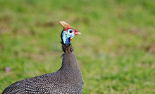 Head And Shoulders Of Guinea Fowl