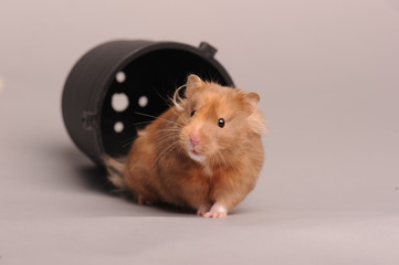 hamster