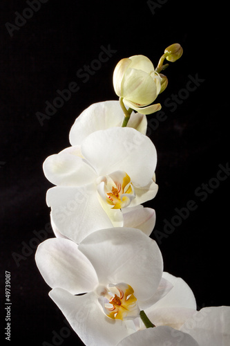 Tapeta ścienna Biała orchidea na czarnym tle
