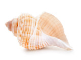 Fototapeta Uliczki - Seashell in close-up isolated on a white