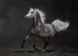 Fototapeta Konie - Gray arabian horse gallops on dark background