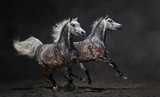 Fototapeta Konie - Two gray arabian horses gallop on dark background