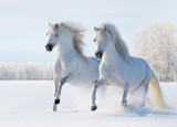 Fototapeta Konie - Two white horses gallop on snow field