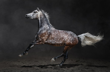 Wall Mural - Gray arabian horse gallops on dark background