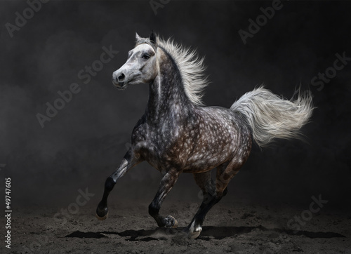 Obraz w ramie Gray arabian horse gallops on dark background