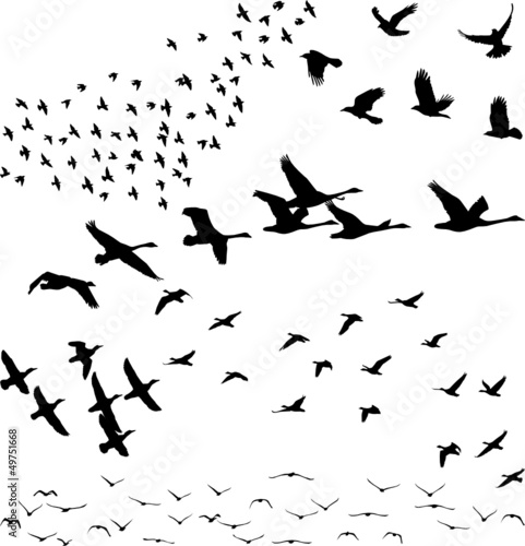 Obraz w ramie Silhouette a flock of birds