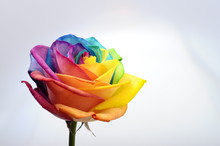 Close Up Of Rainbow Rose Flower