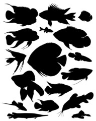 Wall Mural - aquarium fish