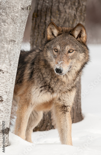 Board z aluminiowym obramowaniem Szary wilk (canis lupus) rówieśników wokół brzozy