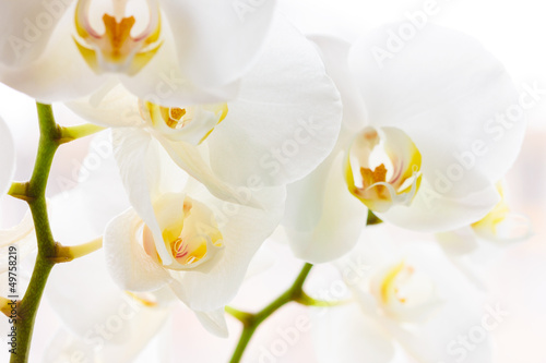 Tapeta ścienna Zbliżenie niektórych pięknych białych kwiatów orchidei