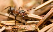 Close-up Of An European Red Wood Ant (Formica Rufa)