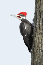 Pileated Woodpecker (Dryocopus Pileatus) - ON, Canada