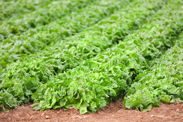 Growing vegetables in Spain