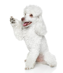 Wall Mural - Toy Poodle gives that a paw