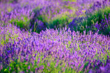 Fototapeta  - Lavender field in the summer