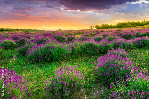 Naklejka dekoracyjna Sunset over a summer lavender field in Tihany, Hungary