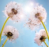 Fototapeta  - Wünsche erfüllen: Pusteblumen im Sonnenlicht