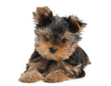 Fototapeta Psy - Small puppy of the Yorkshire Terrier