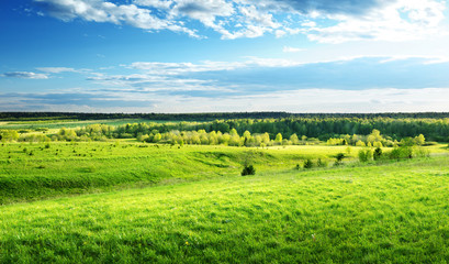 Canvas Print - field of spring grass and forest